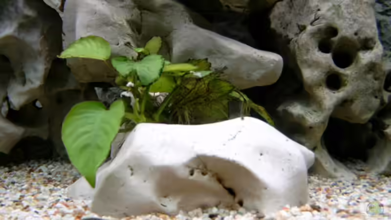 Pflanzen im Aquarium Becken 1712 von Josef Knauer (8)