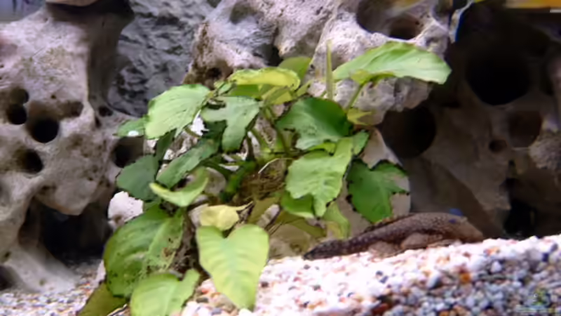 Pflanzen im Aquarium Becken 1712 von Josef Knauer (9)