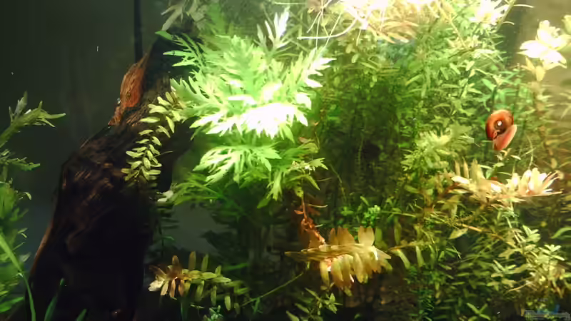 Pflanzen im Aquarium Becken 17122 (Nur noch als Beispiel) von El Grande (6)