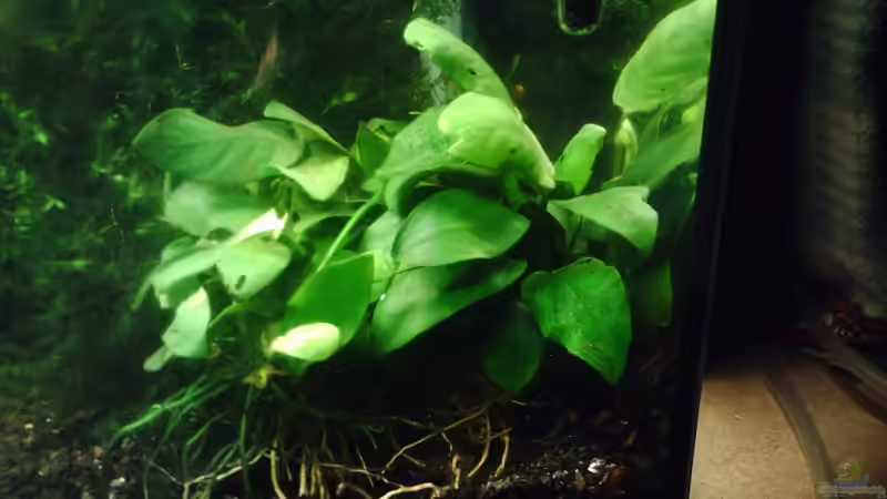 Pflanzen im Aquarium Becken 17122 (Nur noch als Beispiel) von El Grande (7)