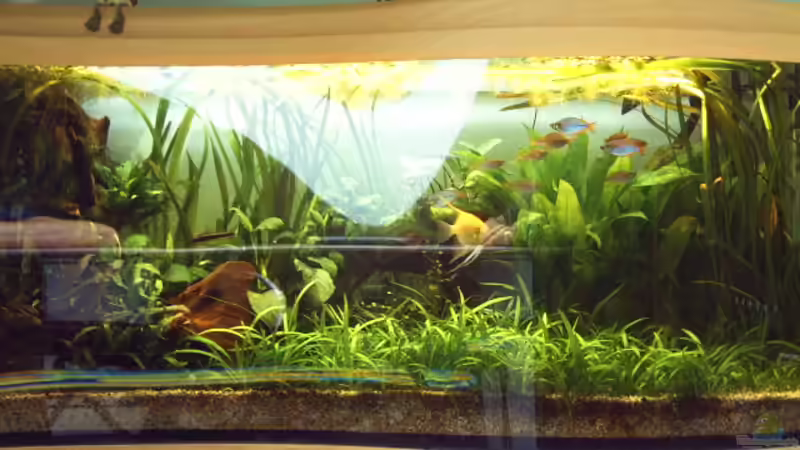 Pflanzen im Aquarium Becken 1715 von David Nachtweih (4)