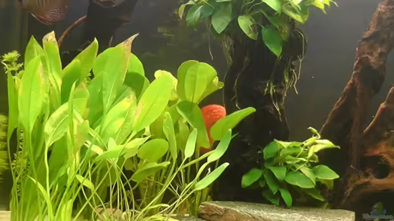 Pflanzen im Aquarium Becken 17206 von Blaubör (5)