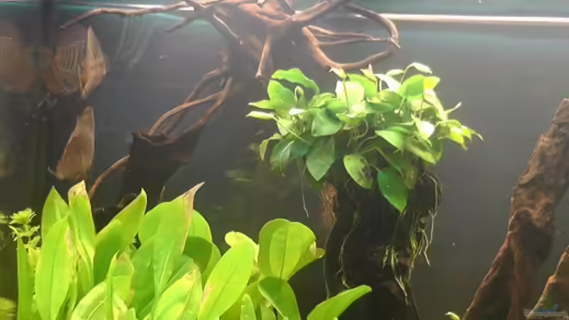 Pflanzen im Aquarium Becken 17206 von Blaubör (6)