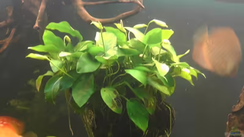 Pflanzen im Aquarium Becken 17206 von Blaubör (7)