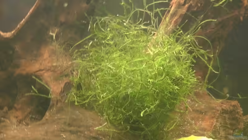 Pflanzen im Aquarium Becken 17206 von Blaubör (8)