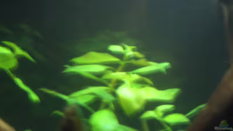 Pflanzen im Aquarium Becken 1730 von Alexander Goldschmidt (11)