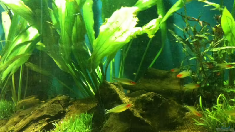 Pflanzen im Aquarium Becken 17461 von der Maxe (5)