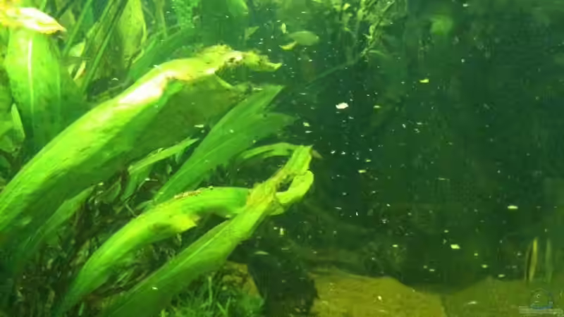 Pflanzen im Aquarium Becken 17461 von der Maxe (7)