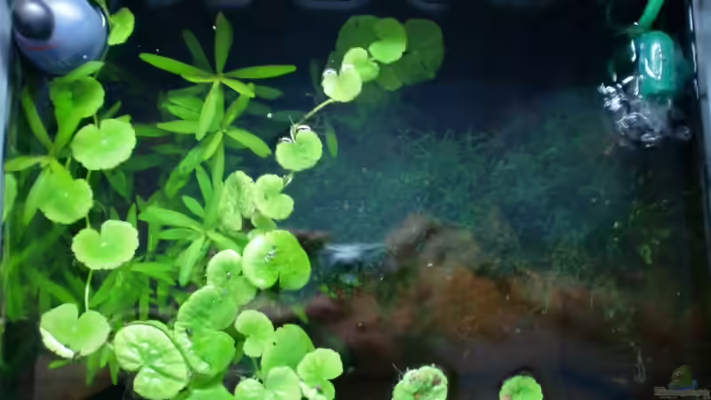 Pflanzen im Aquarium Becken 17493 von schecki (5)