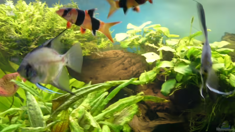 Pflanzen im Aquarium Becken 17539 von Malinois (6)