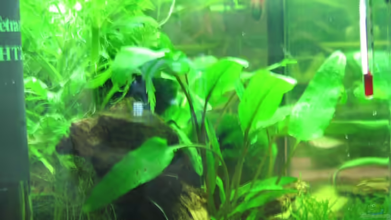 Pflanzen im Aquarium Becken 17568 von Patrick Schuler (6)