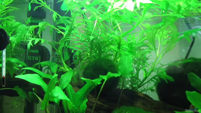 Pflanzen im Aquarium Becken 17568 von Patrick Schuler (7)