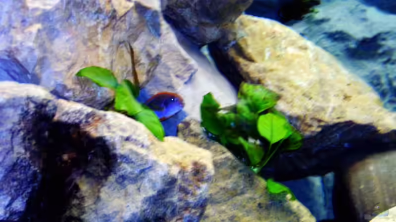 Pflanzen im Aquarium Becken 1760 von Robert Dietrich (10)