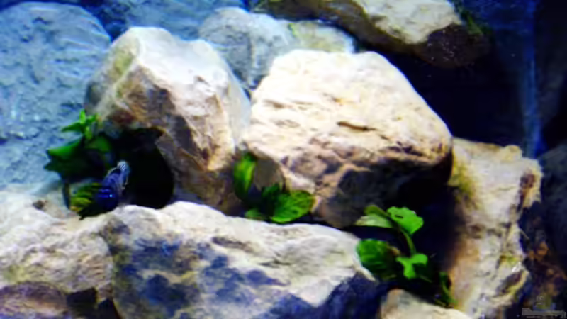 Pflanzen im Aquarium Becken 1760 von Robert Dietrich (11)