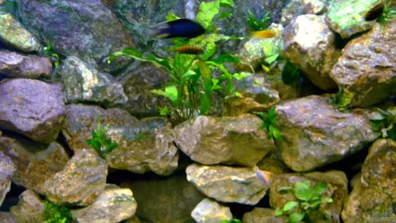 Pflanzen im Aquarium Becken 1760 von Robert Dietrich (13)