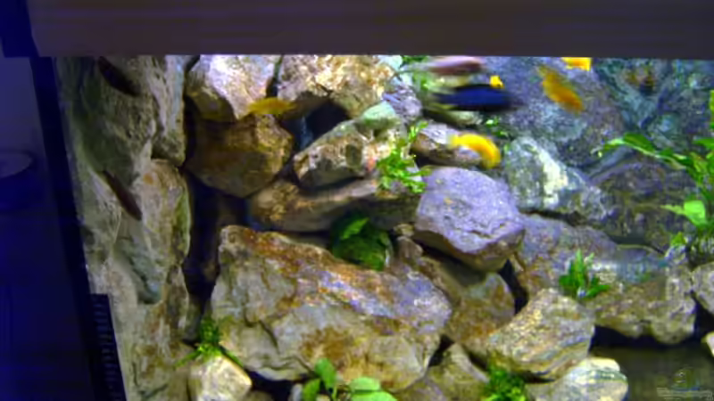 Pflanzen im Aquarium Becken 1760 von Robert Dietrich (14)