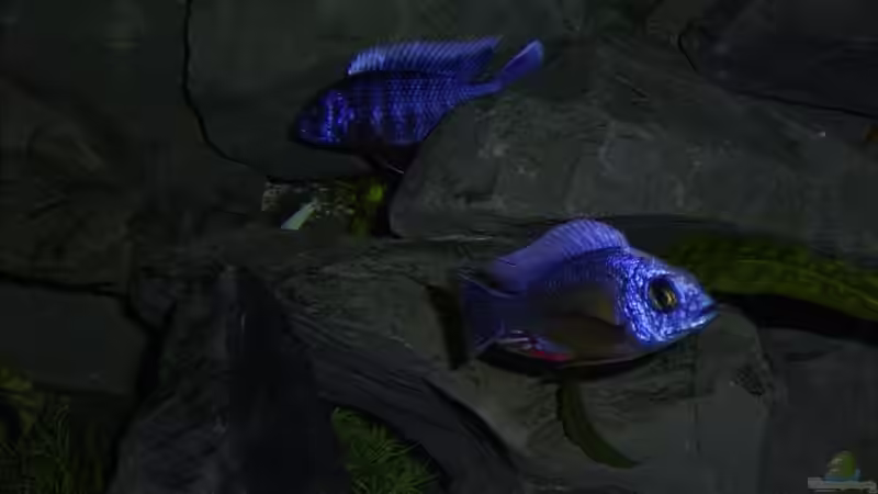 Pflanzen im Aquarium Becken 1760 von Robert Dietrich (15)