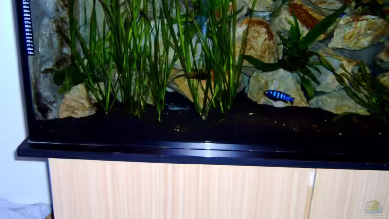 Pflanzen im Aquarium Becken 1760 von Robert Dietrich (16)