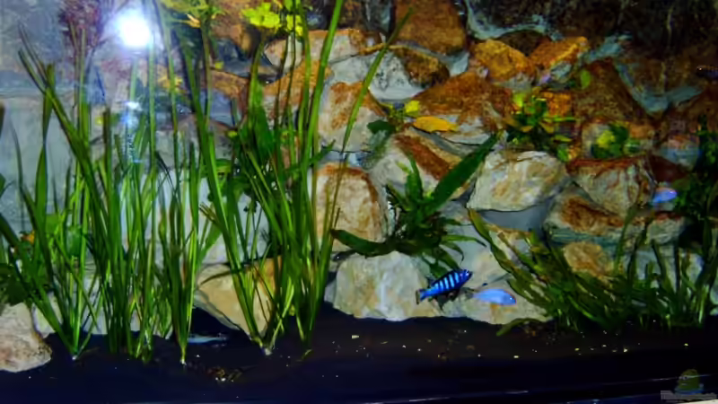 Pflanzen im Aquarium Becken 1760 von Robert Dietrich (17)