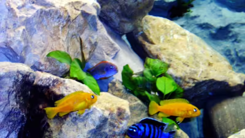 Pflanzen im Aquarium Becken 1760 von Robert Dietrich (9)