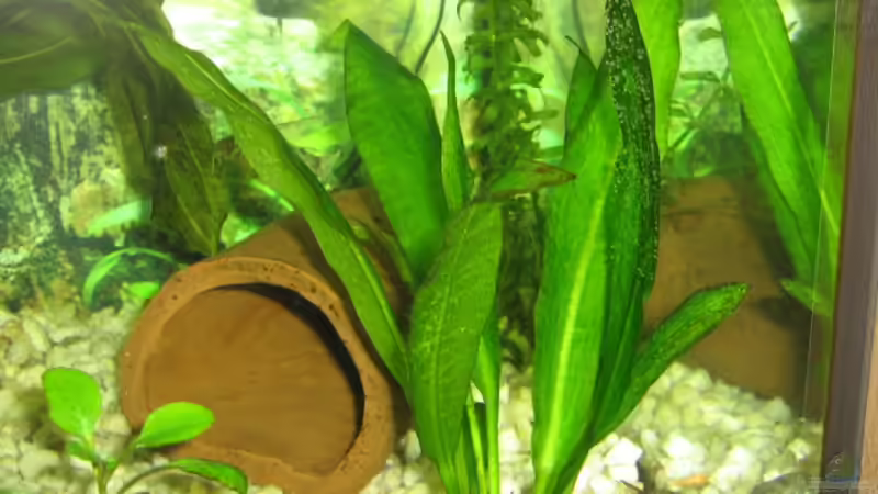 Pflanzen im Aquarium Becken 1763 von Dennis Jaaks (5)