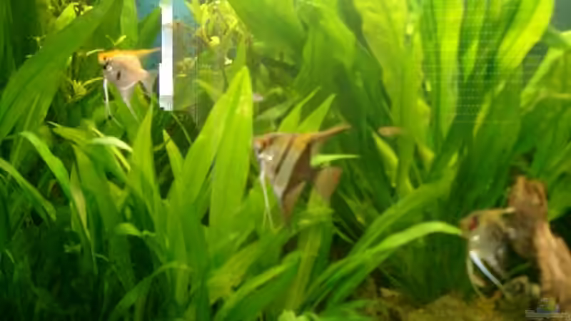 Pflanzen im Aquarium Becken 1764 von elbochos (5)