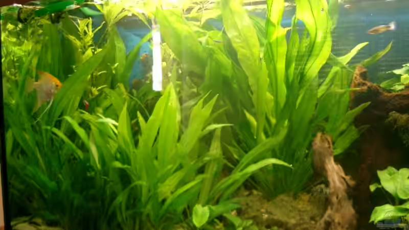 Pflanzen im Aquarium Becken 1764 von elbochos (6)