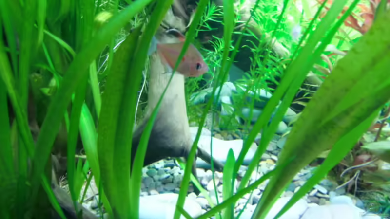 Pflanzen im Aquarium Becken 17802 von FLJ07 (14)