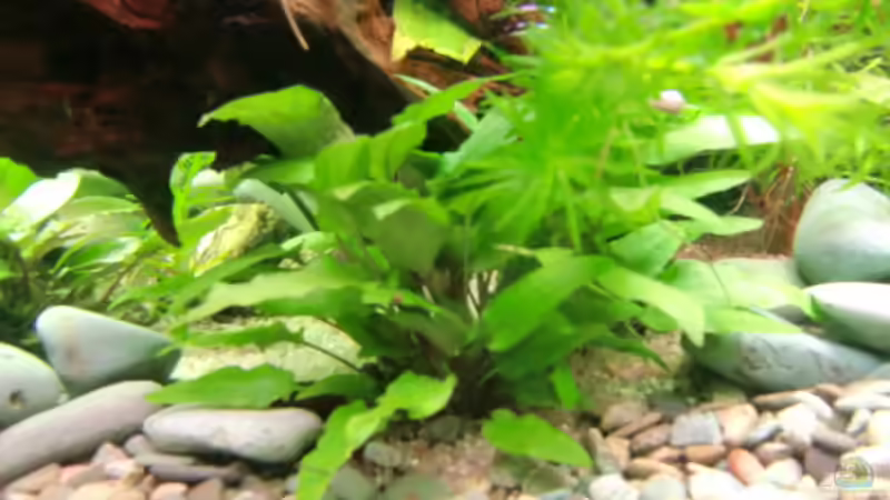 Pflanzen im Aquarium Becken 17802 von FLJ07 (16)