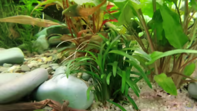 Pflanzen im Aquarium Becken 17802 von FLJ07 (17)