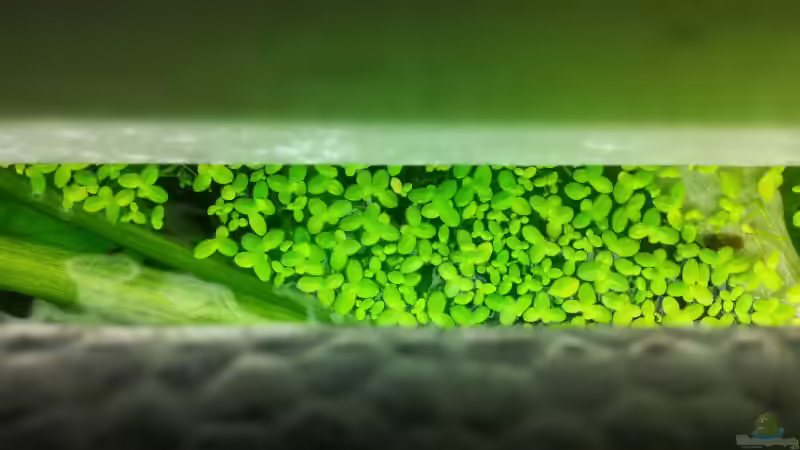 Pflanzen im Aquarium Becken 17802 von FLJ07 (18)