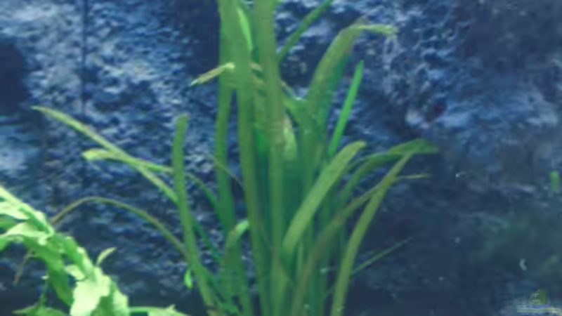Pflanzen im Aquarium Becken 17837 von Alex_085 (6)