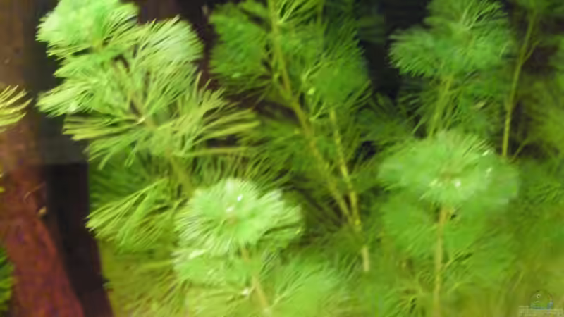 Pflanzen im Aquarium Becken 17862 von Diskus-Freak®aka Benny&Anja (6)