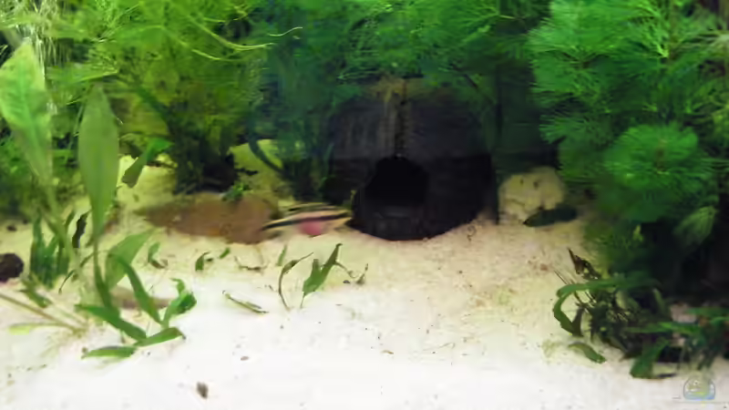 Pflanzen im Aquarium Becken 17862 von Diskus-Freak®aka Benny&Anja (7)