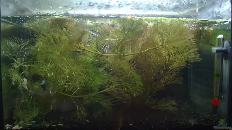 Pflanzen im Aquarium Becken 17927 von Steve Gerecke (3)