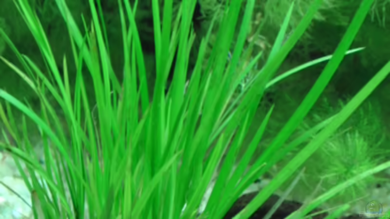 Pflanzen im Aquarium Becken 17931 von Alex_085 (3)