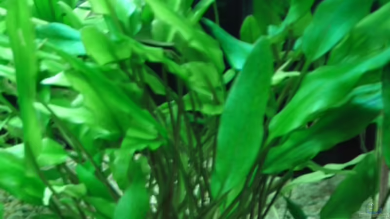 Pflanzen im Aquarium Becken 17931 von Alex_085 (4)