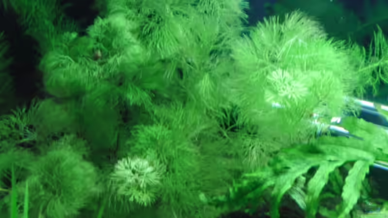 Pflanzen im Aquarium Becken 17931 von Alex_085 (5)