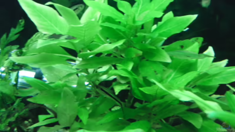Pflanzen im Aquarium Becken 17931 von Alex_085 (6)
