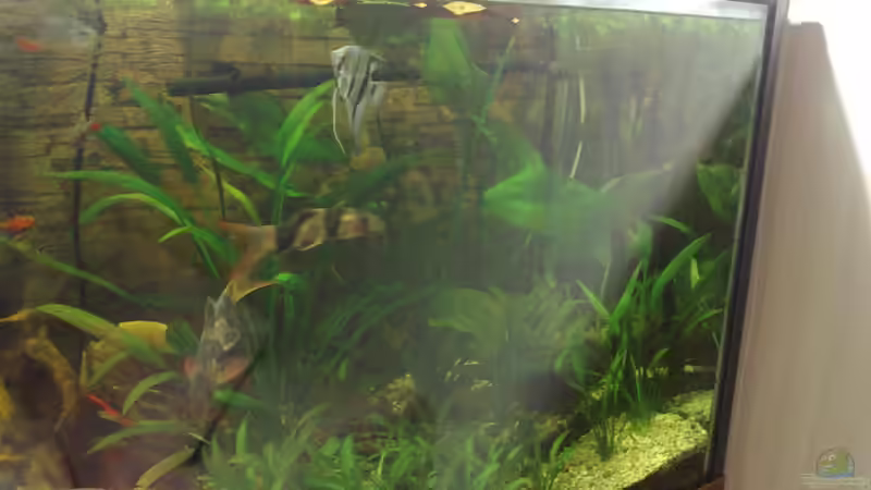 Pflanzen im Aquarium Becken 17956 von Sebastian Rolfes (3)