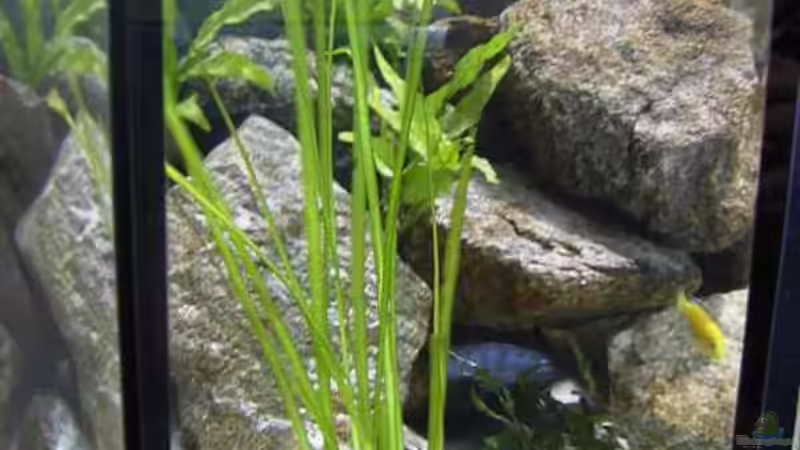 Pflanzen im Aquarium Becken 1796 von Alexander Hrkalo (3)