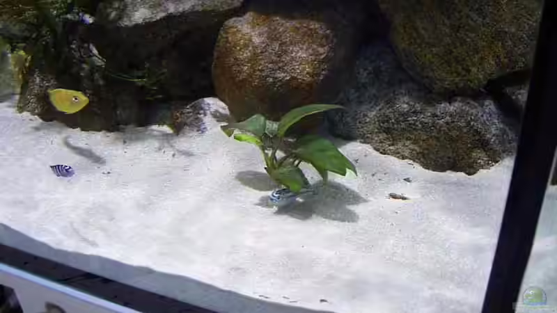 Pflanzen im Aquarium Becken 1796 von Alexander Hrkalo (4)