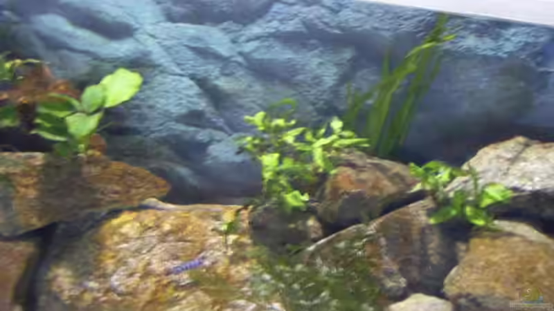 Pflanzen im Aquarium Becken 1796 von Alexander Hrkalo (5)