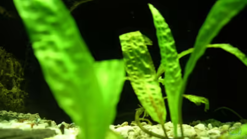 Pflanzen im Aquarium Becken 1799 von Bernd Niehoff (12)