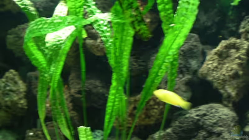 Pflanzen im Aquarium Becken 1799 von Bernd Niehoff (13)