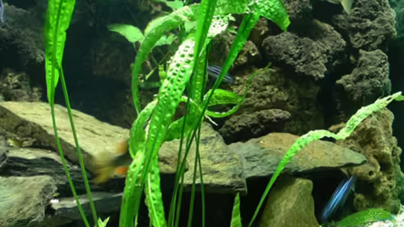 Pflanzen im Aquarium Becken 1799 von Bernd Niehoff (14)