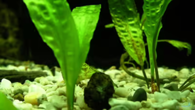 Pflanzen im Aquarium Becken 1799 von Bernd Niehoff (15)