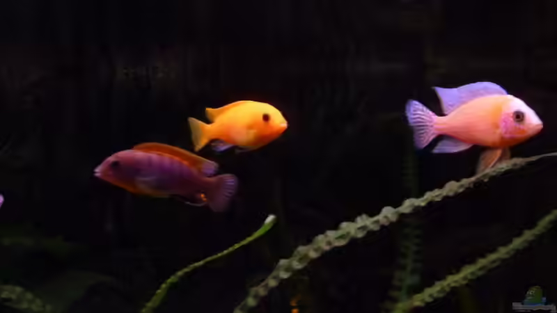 Pflanzen im Aquarium Becken 1806 von Andreas Sperk (6)