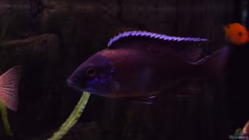 Pflanzen im Aquarium Becken 1806 von Andreas Sperk (7)