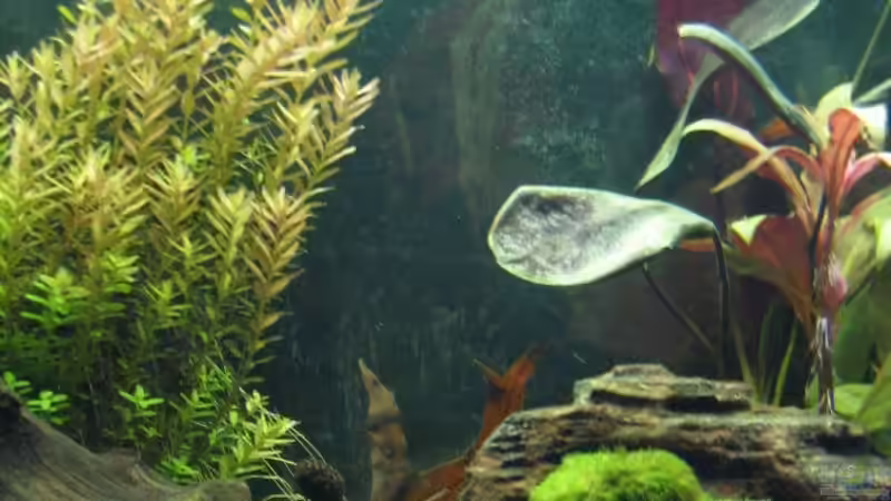 Pflanzen im Aquarium Becken 18083 von Oktopus (12)